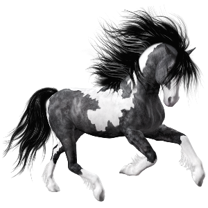 a piebald stallion